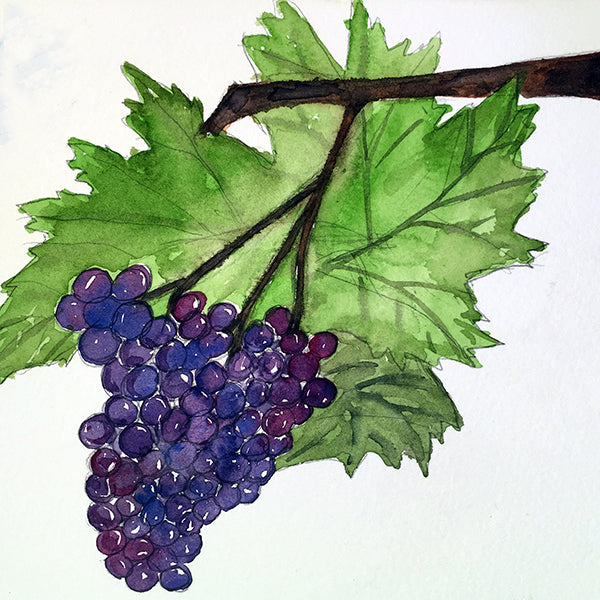 Traditional Manassas Olive Oil Company