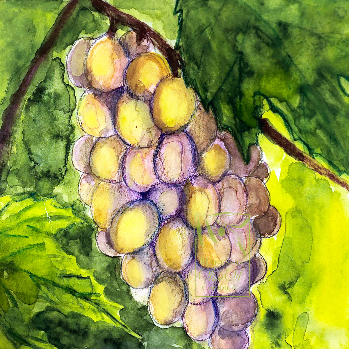 Bianco (White) Manassas Olive Oil Company